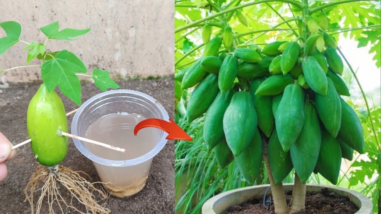 Best Skills how to grow Papaya tree from papaya fruit in water YouTube