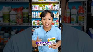 Cara Mengatasi Patek Sampai Tuntas! #fungisida #patek #antraknosa #cabai #cabe #benihonline