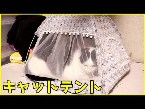 猫たちに大人気のキャットテント