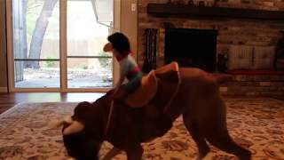Costume De Cow-Boy Pour Chien