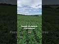 🍀Fazenda extra 24 alqueires (116 hectares) Orizona-GO Potencial irrigação!! #fazendasavenda #agro