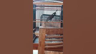 Cililin Gacor Full Tembakan Paling Bagus Untuk Masteran Burung Lomba Kicau Mania Agar Juara Prestasi