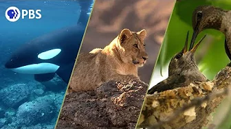 The Rarest Wildlife Encounters from NATURE