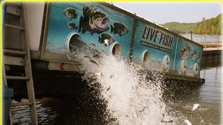 Pennsylvania Striped Bass Association Stocking Striped Bass at James Creek 5/19/2023