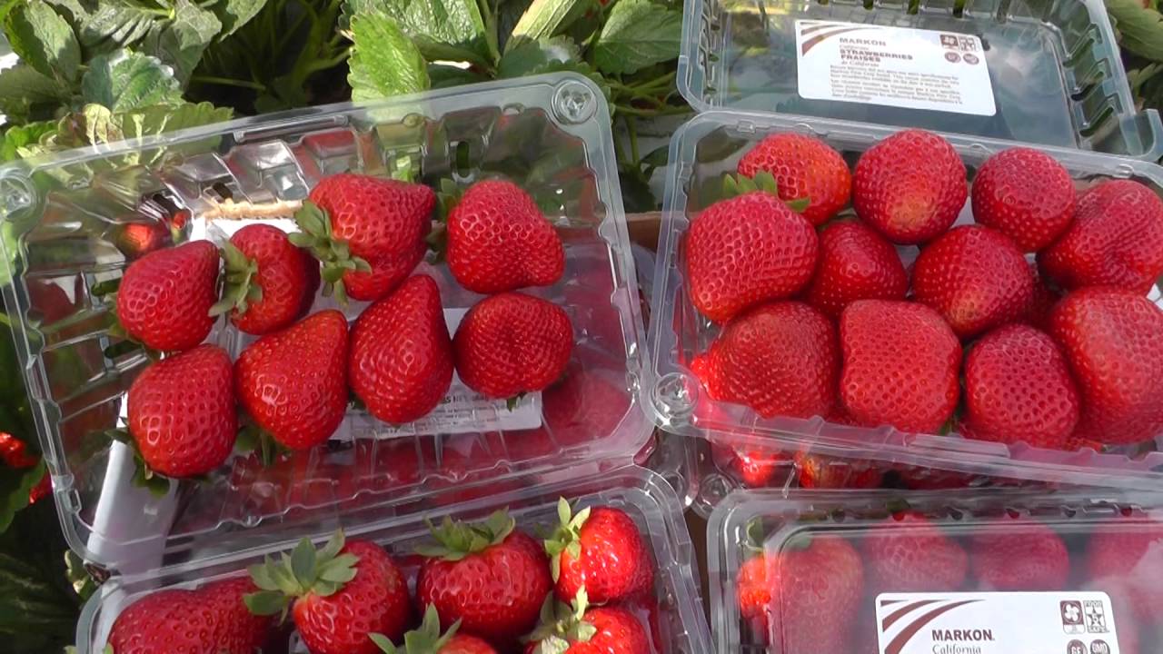 Live From the Fields Strawberries Santa Maria YouTube