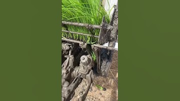 See how the auto rice planting machine works