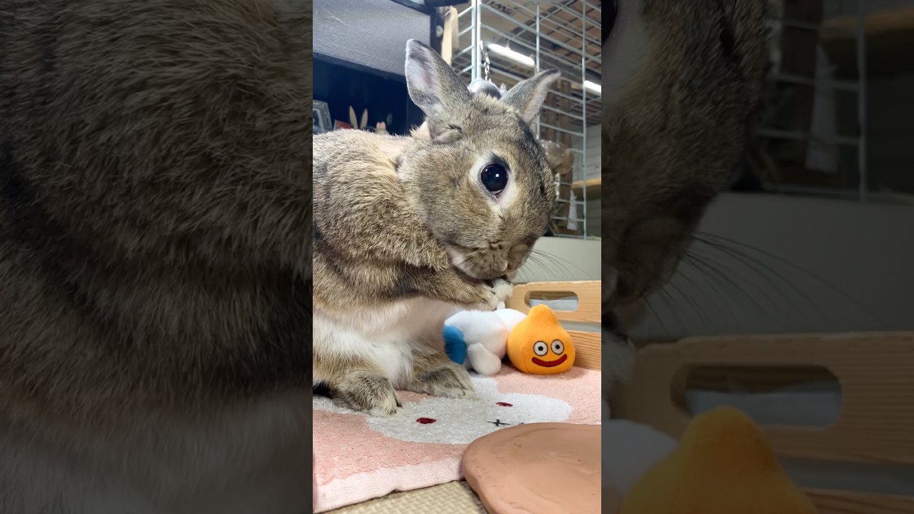 さてと、おめかしできたわ❣️🐰🐇✨🤩👍