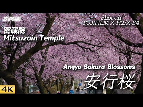 桜】埼玉県川口市密蔵院の安行桜（2023年3月12日朝） Angyo