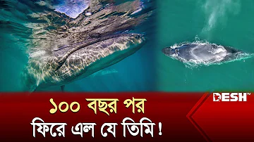 ১০০ বছর পর ফিরে এল যে তিমি! | Giant Blue-Grey Sei Whales | News | Desh TV