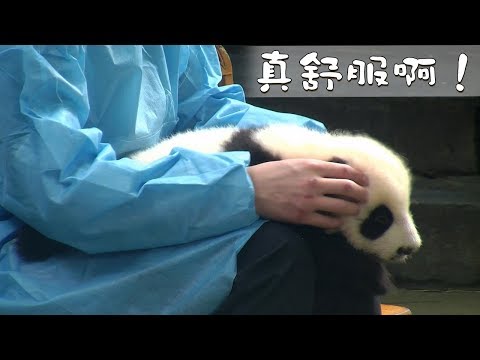 《熊貓早晚安》奶爸的按摩技術！| iPanda熊貓頻道