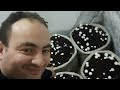 مشروع عيش الغراب (مشروم)Mushroom