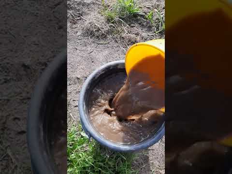 Подкормка огурцов куриным