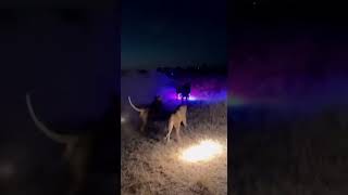 Midnight Chaos: Lions vs a Fake Police Light!🤣🐗🦁 ! #funnyanimals #lion #animals #wildlife#shorts