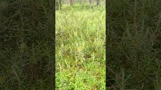 Багульник болотный