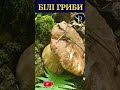 БІЛІ ГРИБИ! ДУ-У-УЖЕ БАГАТО ГРИБІВ! ГІГАНТСЬКІ Білі ГРИБИ! С.Риков #shorts #гриби #білігриби #short