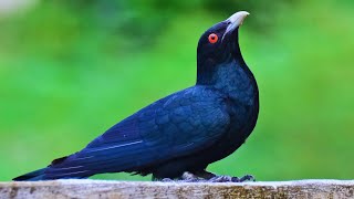 Asian Koel Bird Call 🕊️ Relaxing Nature Sound for Sleep & Study