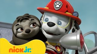 What's The Difference Between A Monkey And A Sloth? | Paw Patrol | Nick Jr. Uk