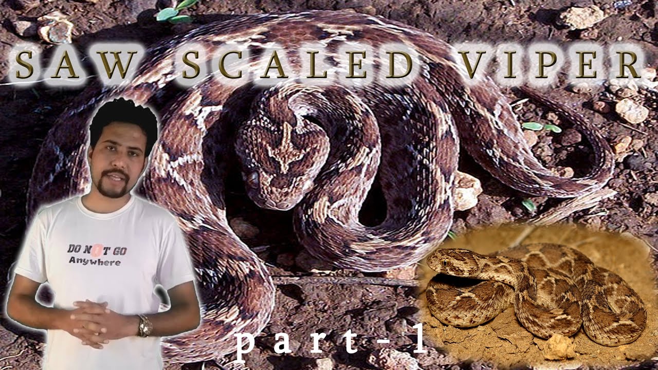 fortnite epic games SAW SCALED VIPER | PART 1 for our nature saving tube
