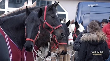 Was ist das berühmteste Pferd in Deutschland?