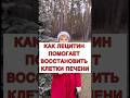🔥Как лецитин помогает восстановить клетки печени❓#печеньлечение #гепатоз #лишнийвес #жирнаяпечень