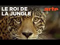 Jaguar au Guyana : À la découverte de son territoire 🐆