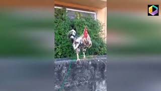 Rooster makes hilarious LAUGHING sound while crowing In Thailand screenshot 5