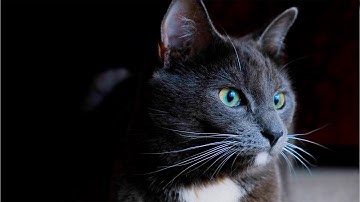 FXZEN - Skywave (Official Music Video 2024)