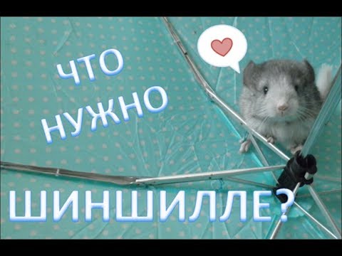 Что нужно для шиншиллы? Как ее содержать? Что нужно знать перед тем как ее заводить?