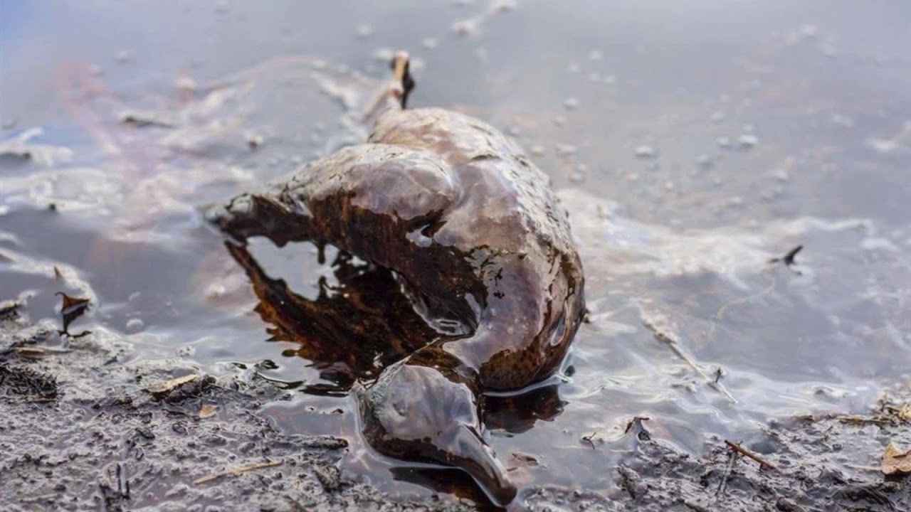 В воде гибнут. Загрязнение водоемов нефтью. Разлив нефти. Загрязнение воды нефтью животные.