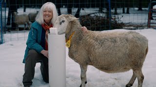 The BEST Solution for Watering Livestock Over Winter by The Grass-fed Homestead 1,148 views 1 month ago 11 minutes