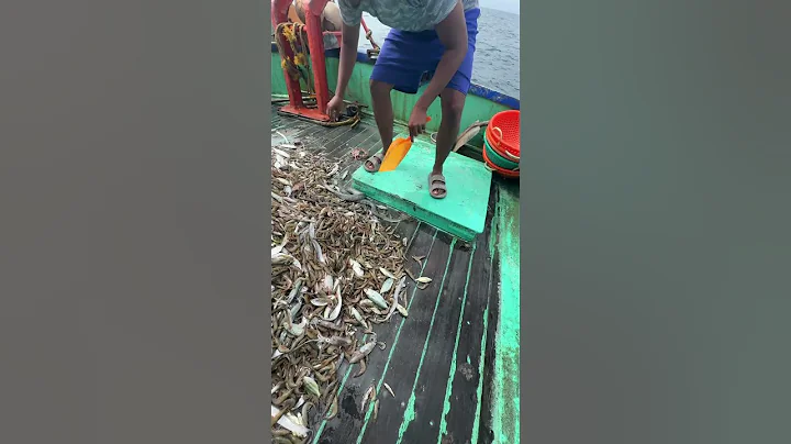 Sea snake # #fishing #fishermen #seaanimal #keralafishing - DayDayNews