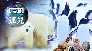 《地球的孤兒》遠征地球南北極，企鵝&北極熊 滅絕倒數 Orphans of the Earth Arctic ＆ Antarctica: Ground Zero of Mass Extinction