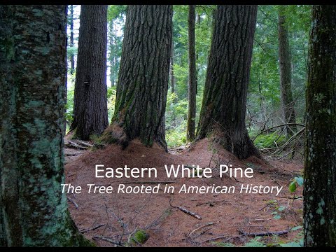 Eastern White Pine- the Tree Rooted in American History