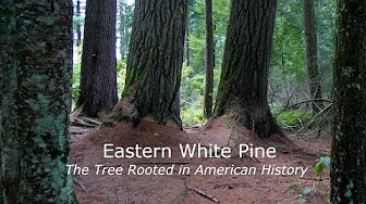 Eastern White Pine- the Tree Rooted in American History