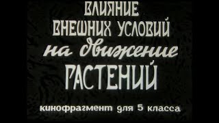 Влияние Внешних Условий На Движение Растений. Учебный Фильм. 1978Г.