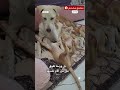 الكلب "لوكي" أب بديل لقطط صغيرة