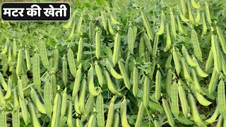 मटर की वैज्ञानिक खेती | matar ki kheti | Pea farming | A to Z Video | हरा मटर की खेती कैसे करें