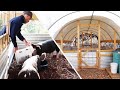 The Best Pig Shelter on Youtube for a Small HOMESTEAD 🐷