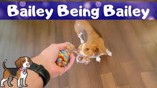 Rope Update - Bailey Being Bailey by Bailey The Beagle 203 views 1 year ago 5 minutes, 1 second