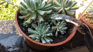 COMO REGAR SUCULENTAS E CACTUS? Para ficar idratadas e sem apodrecer!