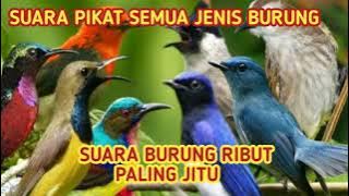 Suara pikat burung ribut | Pikat semua jenis burung besar dan burung kecil