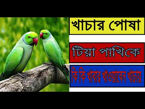 ভিডিও: আপনার পোষা প্রাণী ক্ষুধার্ত নাকি তিনি আরও বেশি খাবার চান?