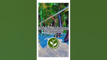 High yield techniques for eggplants #shortvideo #plants #garden #youtubeshorts #viralvideo #howto