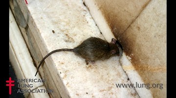 Removing Asthma Triggers in the Home: Preventing Mice