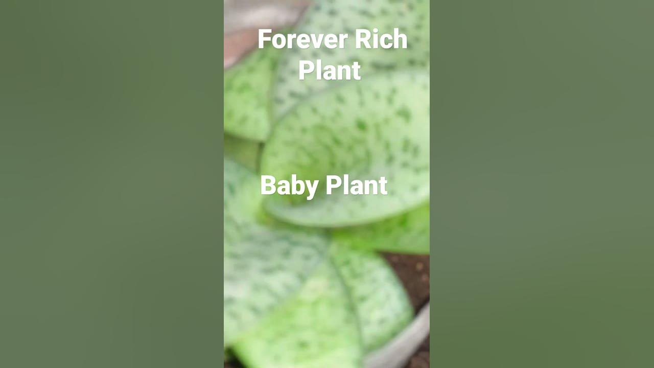 Forever Rich Plant Lucky Plant YouTube forever-rich-plant-lucky-plant-youtube