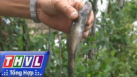 THVL | Người đưa tin 24G: Thủy sản chết bất thường ở Cà Mau là do ô nhiễm nguồn nước
