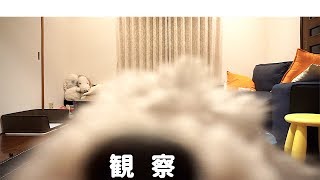 🐶飼い主がお風呂に入ってる間、愛犬の様子を観察したら◯◯◯してたwww【トイプードルのグリィ】【dog】【toy poodle】