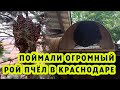 ПОЙМАЛИ ОГРОМНЫЙ РОЙ В КРАСНОДАРЕ!!!