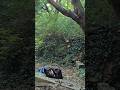 شفنا الوحش مومو في الغابة Horror Ghost Horrortok Music Horrorstories اكسبلور ترند شفنا الوحش مومو في الغابة Horror Ghost Horrortok Music Horrorstories اكسبلور ترند