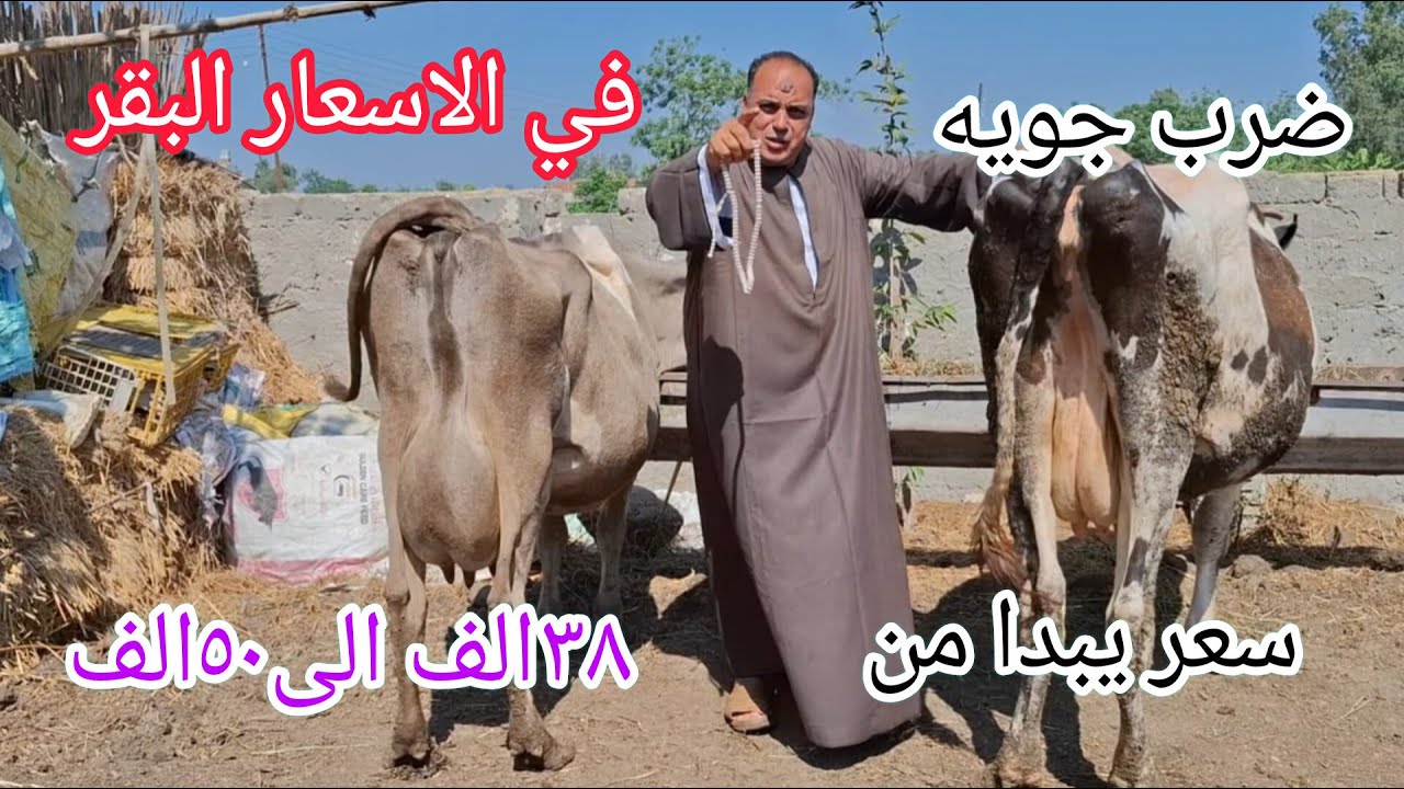 #ضربه جويه في اسعار البقر الوالد والبقر اللبن والعجول الجاموس الانيه من مزرعه الطيب